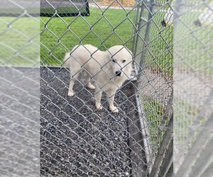 Great Pyrenees Dogs for adoption in Unionville, PA, USA