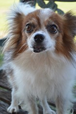 Papillon Dogs for adoption in Thibodaux, LA, USA