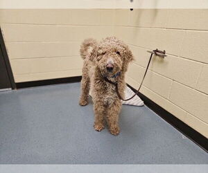 Goldendoodle Dogs for adoption in Denver, CO, USA