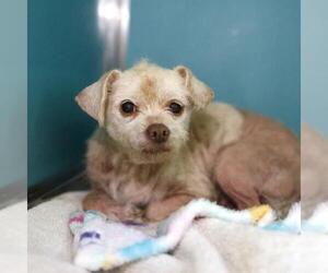 Mutt Dogs for adoption in San Antonio, TX, USA