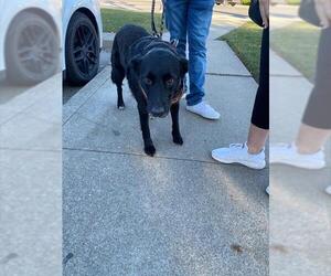 Labrador Retriever-Unknown Mix Dogs for adoption in Stockton, CA, USA
