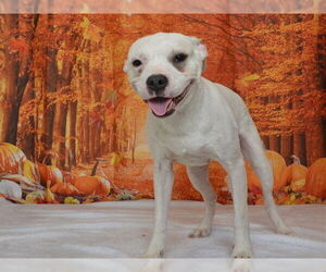 Boxer-Unknown Mix Dogs for adoption in Oroville, CA, USA