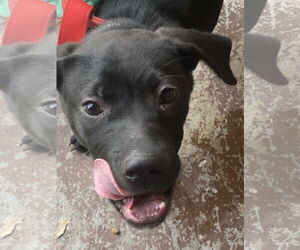 Black Mouth Cur-Labrador Retriever Mix Dogs for adoption in Sanford, FL, USA