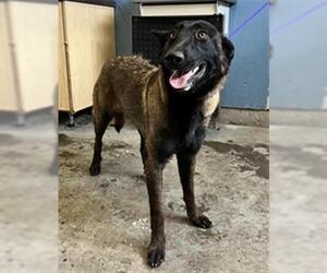 Mutt Dogs for adoption in Camarillo, CA, USA