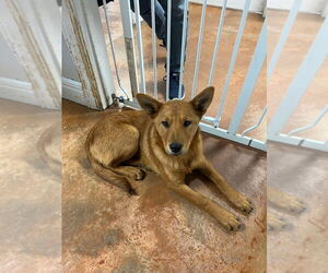German Shepherd Dog-Unknown Mix Dogs for adoption in Bolivar, MO, USA