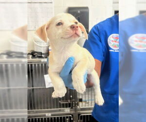Siberian Husky Dogs for adoption in San Bernardino, CA, USA