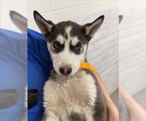 Siberian Husky Dogs for adoption in San Bernardino, CA, USA