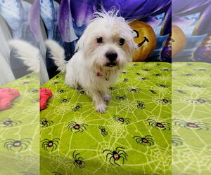 Shih Tzu-Unknown Mix Dogs for adoption in Metairie, LA, USA