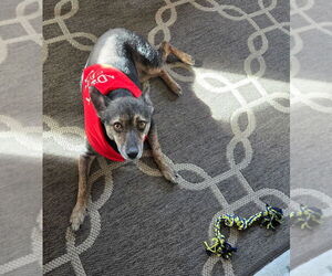 Mutt Dogs for adoption in Conway, AR, USA