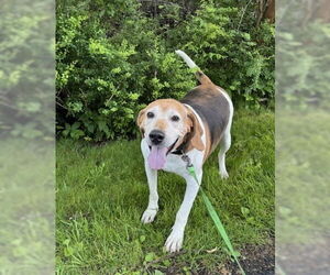 Coonhound-Unknown Mix Dogs for adoption in Springdale, PA, USA