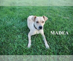 Bogle Dogs for adoption in Aurora, IN, USA