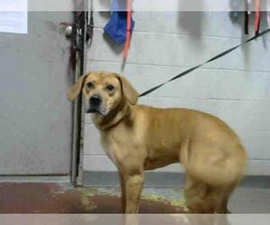 Bloodhound Dogs for adoption in Atlanta, GA, USA