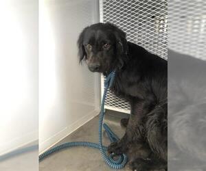 Gordon Setter Dogs for adoption in Bakersfield, CA, USA