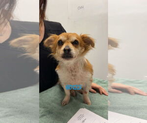 Papshund Dogs for adoption in Chico, CA, USA