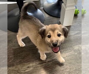 Mutt Dogs for adoption in Fargo, ND, USA