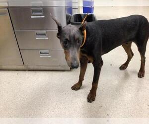 Doberman Pinscher Dogs for adoption in Riverside, CA, USA