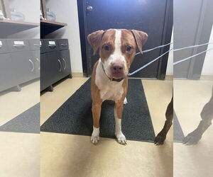 American Pit Bull Terrier Dogs for adoption in New Orleans, LA, USA