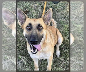 Mutt Dogs for adoption in Imlay City, MI, USA