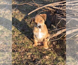 Mutt Dogs for adoption in New London, WI, USA
