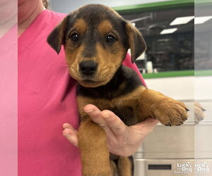 Labrador Retriever-Unknown Mix Dogs for adoption in Washington, DC, USA