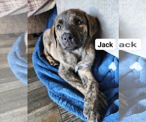 Catahoula Leopard Dog-Plott Hound Mix Dogs for adoption in Mechanicsburg, PA, USA