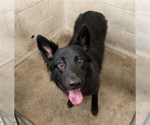 Mutt Dogs for adoption in San Bernardino, CA, USA