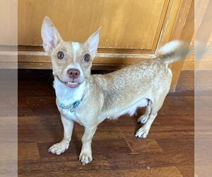 Chihuahua-Unknown Mix Dogs for adoption in Los Angeles, CA, USA