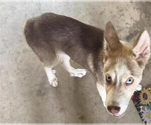 Siberian Husky Dogs for adoption in San Antonio, TX, USA