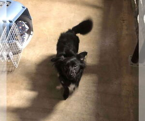 Chiweenie Dogs for adoption in Stover, MO, USA