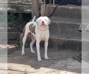 American Staffordshire Terrier-Unknown Mix Dogs for adoption in San Antonio, TX, USA