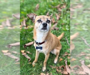 Chihuahua Dogs for adoption in PORTLAND, OR, USA