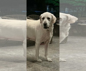 Great Pyrenees-Unknown Mix Dogs for adoption in Dallas, TX, USA
