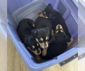 Mutt Dogs for adoption in Hemet, CA, USA
