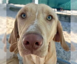 Labrador Retriever-Unknown Mix Dogs for adoption in Jefferson, WI, USA