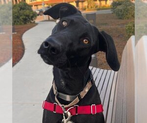 Labrador Retriever Dogs for adoption in Santa Barbara, CA, USA