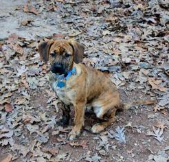 Mutt Dogs for adoption in Fond du Lac, WI, USA