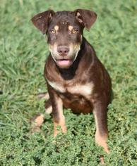 Medium Photo #1 Chesador Puppy For Sale in Dodson, MT, USA