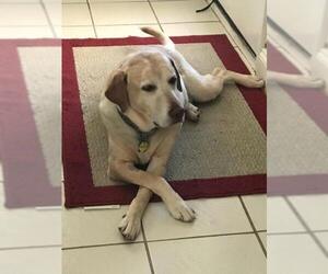 Labrador Retriever Dogs for adoption in Wylie, TX, USA