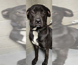 Labrador Retriever-Unknown Mix Dogs for adoption in Downey, CA, USA
