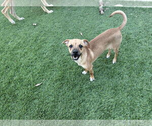 Chihuahua-Unknown Mix Dogs for adoption in Visalia, CA, USA