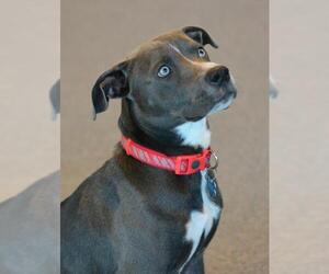 American Pit Bull Terrier-Blue Lacy Mix Dogs for adoption in Montgomery, TX, USA