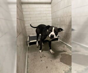 American Pit Bull Terrier-Unknown Mix Dogs for adoption in Stockton, CA, USA