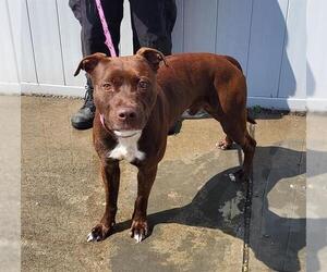 Labrador Retriever Dogs for adoption in Louisville, KY, USA