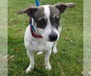 Jack Russell Terrier Dogs for adoption in Pendleton, NY, USA