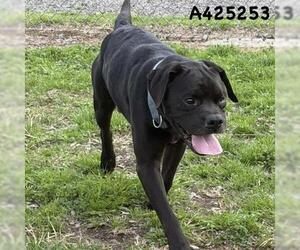 Boxer-Unknown Mix Dogs for adoption in Conroe, TX, USA