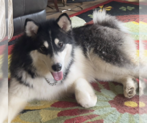 Alaskan Malamute Dogs for adoption in Anchorage, AK, USA