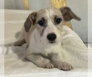 Chihuahua-Unknown Mix Dogs for adoption in Phoenix, AZ, USA