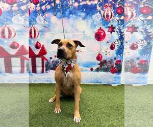 Mutt Dogs for adoption in Pompano Beach , FL, USA