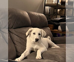 Anatolian Pyrenees Dogs for adoption in Overland Park, KS, USA