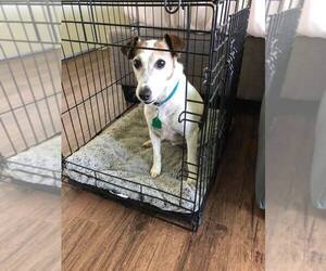 Jack Russell Terrier Dogs for adoption in O Fallon, MO, USA